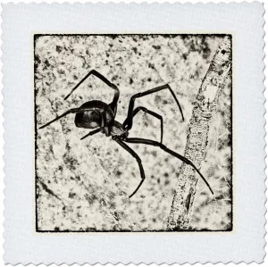 3dRose Western Black Widow Spider (Latrodectus Hesperus) - Quilt Square, 12 by 12-Inch (qs_219742_4)