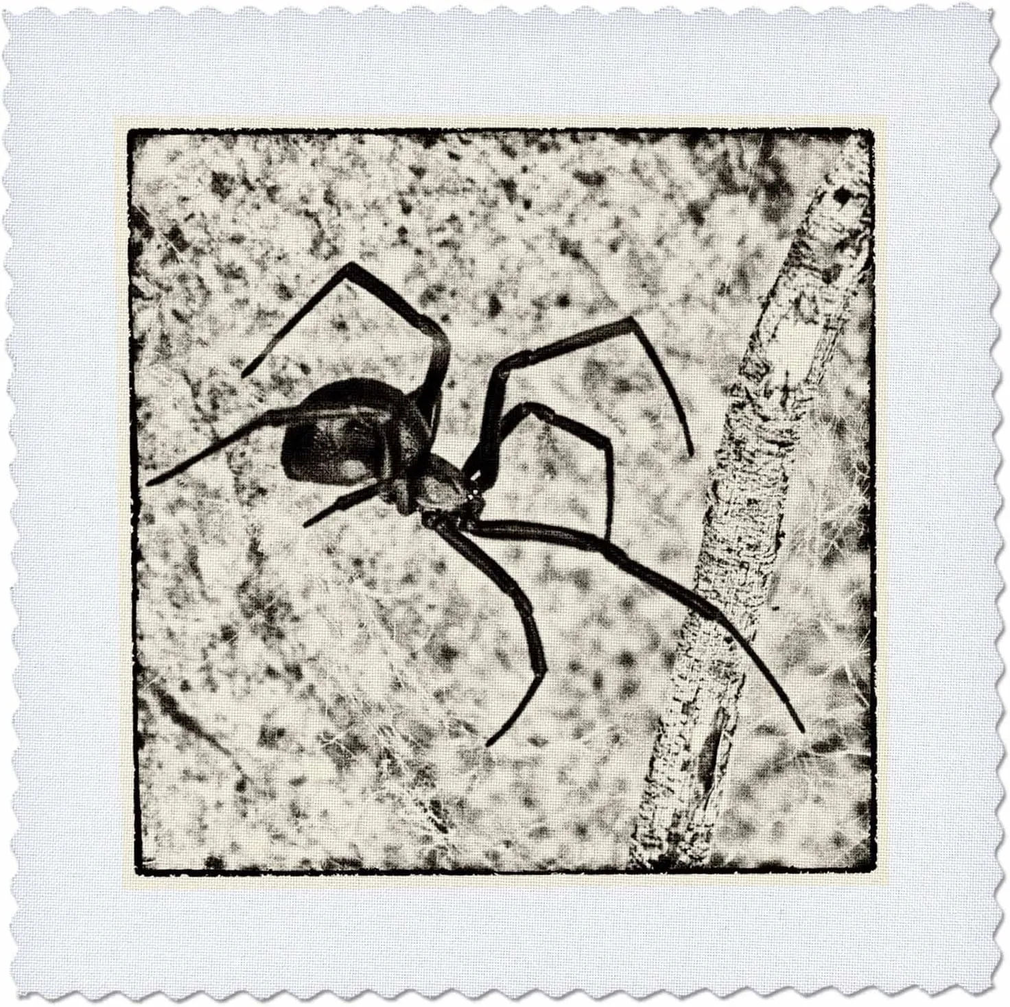3dRose Western Black Widow Spider (Latrodectus Hesperus) - Quilt Square, 12 by 12-Inch (qs_219742_4)